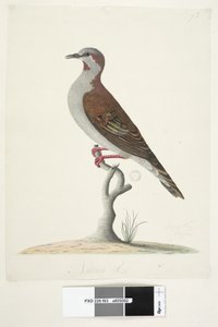 83ページ。ドウバネインコ。別の手で中央下に自然なサイズのブラシブロンズウィングピジョンPhapselegans、1791-92 作： Unknown artist