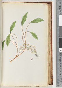83ページ。正体不明の植物 作： Unknown artist