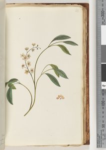 84ページ。正体不明の植物 作： Unknown artist