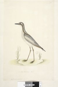 85ページ。イシチドリ。別の手で中央下部にある自然なサイズのサザンストーン、Curlew Burhinus magnirostris、1791-92 作： Unknown artist