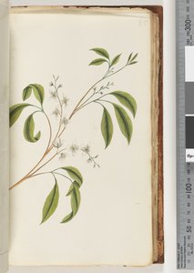 85ページ。正体不明の植物 作： Unknown artist