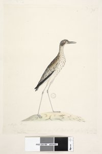 86ページ。夜の鳥。イシチドリ。別の手で下端に沿ってこの鳥は手形の先端から外皮まで測定しました。真ん中の。つま先30インチサザンストーン、Curlew Burhinus magnirostris、1791-92 作： Unknown artist