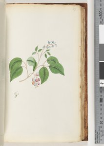 ページ87.未確認の植物 作： Unknown artist