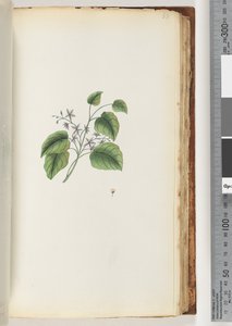 88ページ。正体不明の植物 作： Unknown artist