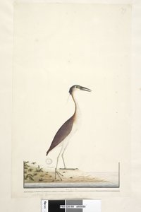 Page 89. Ardea ..？.. Nankeen Night、Heron Nycticorax caledonicus、1791-92