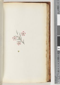 89ページ。碑文なし。正体不明の植物 作： Unknown artist