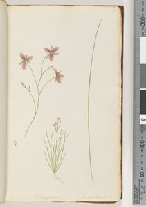 ページ8。ChlamysporumSal。パーロンドで。番号。 35 作： Unknown artist