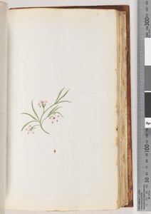 90ページ正体不明の植物（水彩 作： Unknown artist