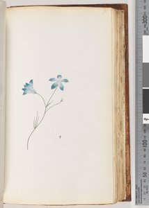 91ページ。正体不明の植物 作： Unknown artist