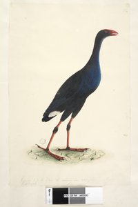 94ページ。ポルフィリオ。別の手で下端に沿って描画が取得された鳥の1-2に減少しました。 8月セイケイ編Porphyrioporphyrio Porphyrio melanotus、1791-92