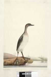 95ページ。Podicepha。 9月の別の手の下端に沿って。鳥の自然な大きさで、羽は非常にきめが細かく、特に胸の羽は光沢のある絹のような外観をしており、50ヤードまたは60ヤード以上飛ぶことはめったにありません。翼は持っています