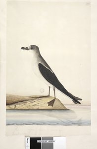 96ページ。ノーフォーク島の鳥 作： Unknown artist