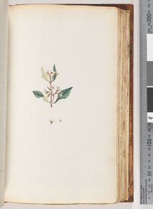 ページ97。未確認の植物 作： Unknown artist