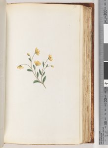 ページ98。未確認の植物 作： Unknown artist