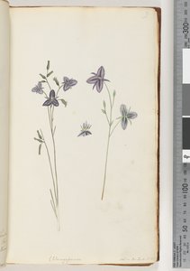 ページ9。ChlamysporumSal。パーロンドで。番号。 35 作： Unknown artist