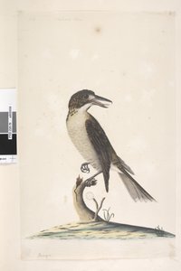 ページ9。ヴァンガ。別の手で左上に7月、自然なサイズの灰色の肉屋、鳥Cractius torquatus女性、1791-92