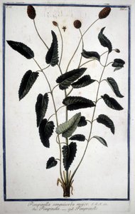 Pimprenelle: Pimpinella Sanguisorba major. 作： Unknown artist