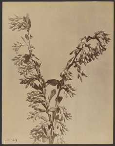 [サヤの房がある植物]。 作： Unknown artist