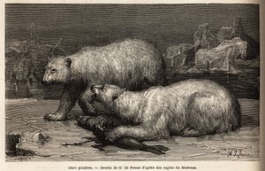 氷山の上で、捕まえたばかりのアザラシを叩くホッキョクグマたち。1860年から1862年にかけてアメリカ海軍の外科医ヘイズ博士が行った北極圏の自由海への航海を描いたもので、「Le tour du monde, nouveau journal des voyag」に掲載されている。