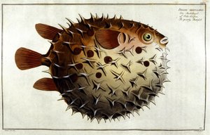 Marc Elieser Bloch Ichtyologie Paris - Berlin - London 1787年に描かれたヤマアラシの魚。