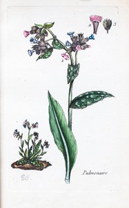  作： 無名の画家