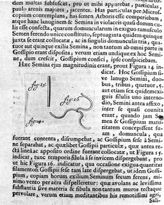 果樹の種の表現 オランダの貿易商で科学者のAntoine van Leeuwenhoek（またはLeeuvenhoek Leeuwenhoeck）（またはAntoni or Anthonie）（1632-1723）が作成した説明書。1722年「アルカノールムの研究」からの版画