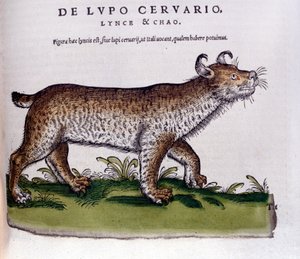 オオカミ（鹿）の表現 - Historia Animalium de Conrad Gesner (1516 - 1565), Tiguri