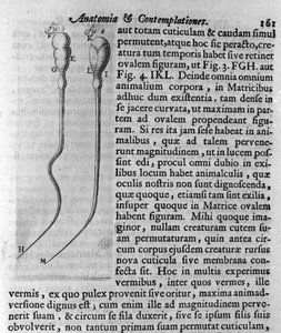 犬の精子の表現 オランダの貿易商で科学者のAntoine van Leeuwenhoek (or Leeuvenhoek Leeuwenhoeck) (or Antoni or Anthonie) (1632-1723)が作成した説明書。1722年「Investigatio Arcanorum」からのエングレーヴィング 作： Unknown artist