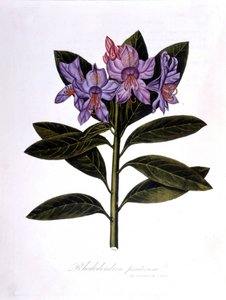 Rhododendron（Rhododendrum pontium）。 作： Unknown artist