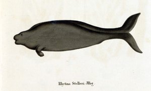 Rhytina Stelleriは海牛Stellerとも呼ばれ、18世紀には標本が消滅している。