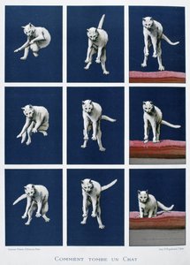 落下する猫の連続額 1895年頃（版画） 作： Unknown artist