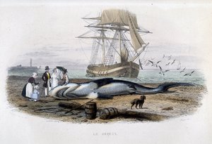 サメ釣り - 「ラセペードの自然史」にて