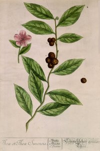Sinensis tea plant - botanical board 作： Unknown artist