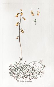  作： Unknown artist