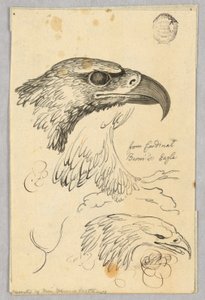ベルニス枢機卿のイーグルからの 2 つのイーグル ヘッドと 1 つの翼の研究 作： Unknown artist