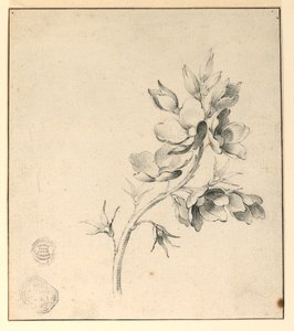 野バラの一枝の研究 作： Unknown artist