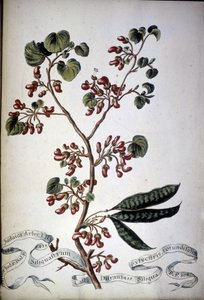 Sylvestris Rotundifolia。19世紀のハーバリウム。