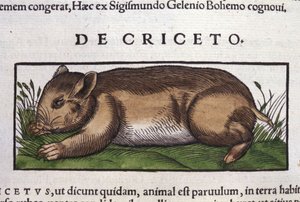 コンラッド・ゲスナー(1516 - 1565)の『Historia Animalium』に登場するハムスター、Tiguri 作： Unknown artist