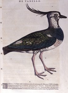コンラッド・ゲスナー（1516-1565）の『Historia Animalium』に登場するLapwing、Tiguri。 作： Unknown artist