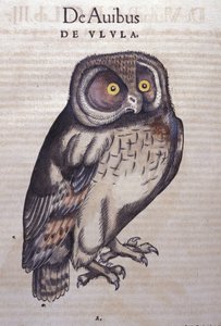 コンラッド・ゲスナー(1516 - 1565)の『動物史』に登場するフクロウ、Tiguri