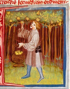 ピエトロ・デ・クレシェンツィ（三日月石）（1233-1320）の「田舎と農村の利益に関する書物（Rerum ruralium commodorum）」からの果物狩りのミニチュア 14世紀 プラハ、Biblioteca Nazionale 作： Unknown artist
