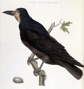 ワタリガラス Frugilegus - natural history board 作： Unknown artist