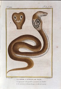 ベゼルバイパー（Naja）。博物学者ビュフォン伯爵ジョルジュ・ルイ・ルクレール（1707～1788）の『ビュフォンの著作』の博物学の裏切りから抜粋したもの。19世紀 作： Unknown artist