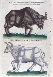 コンラッド・ゲスナー著『Historiae animalium』のバイソンと白バイソン、ティグリ 作： Unknown artist