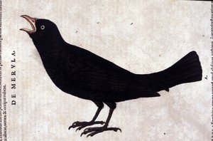Konrad GesnerのHistoriae animaliumの後の黒鳥、Tiguri 作： Unknown artist