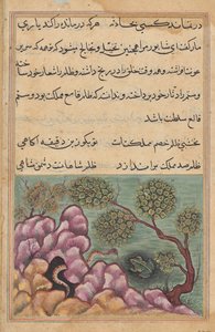 玉座を追われた蛙シャプールは、トゥティーナマ (オウムの物語) に蛇の助けを求める: 十二夜