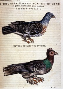 Tiguri 1560年、Conrad GesnerのHistoria Animaliumの後に描かれた鳩。Biblioteca nazionale Braidense.ミラノ 作： Unknown artist
