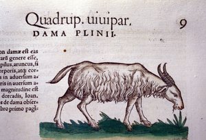 Konrad GesnerのHistoriae animaliumの後のヤギ、Tiguri 作： Unknown artist