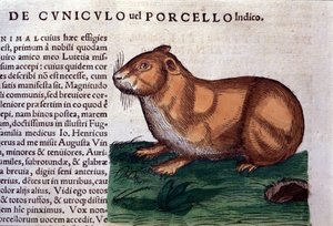 Konrad GesnerによるHistoriae animaliumの後のモルモット、Tiguri 作： Unknown artist