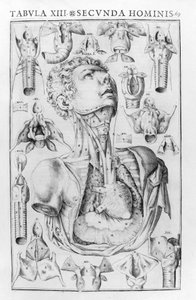 人間の声の器官は、Giovanni Casseri "De vocis auditusque oganis historia anatomica", Ferrara 1601による。 作： Unknown artist